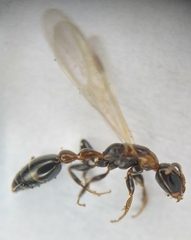Pseudomyrmex ejectus
