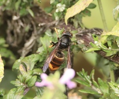 Vespa velutina