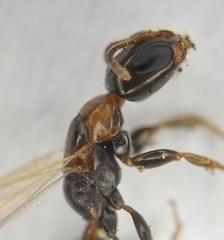 Pseudomyrmex ejectus