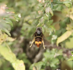 Vespa velutina