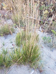 Festuca rubra