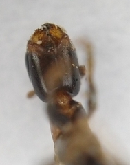 Pseudomyrmex ejectus