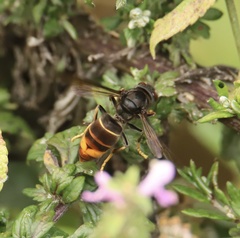 Vespa velutina