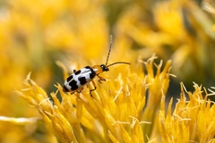 Paranapiacaba tricincta