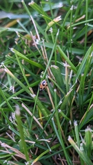 Hippodamia parenthesis