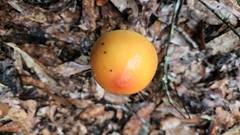 Amanita arkansana