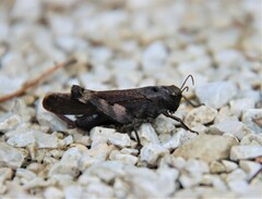 Psophus stridulus