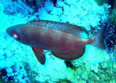Priacanthus