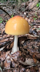 Amanita arkansana