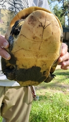 Deirochelys reticularia