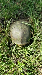 Deirochelys reticularia