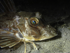 Chelidonichthys lucerna