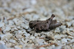 Psophus stridulus