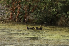 Gallinula chloropus