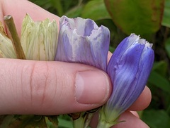 Gentiana × pallidocyanea