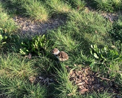 Vanellus chilensis chilensis