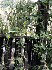Solidago altissima