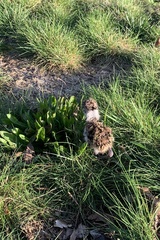 Vanellus chilensis chilensis