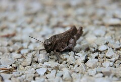 Psophus stridulus