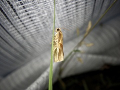 Archips nigricaudana