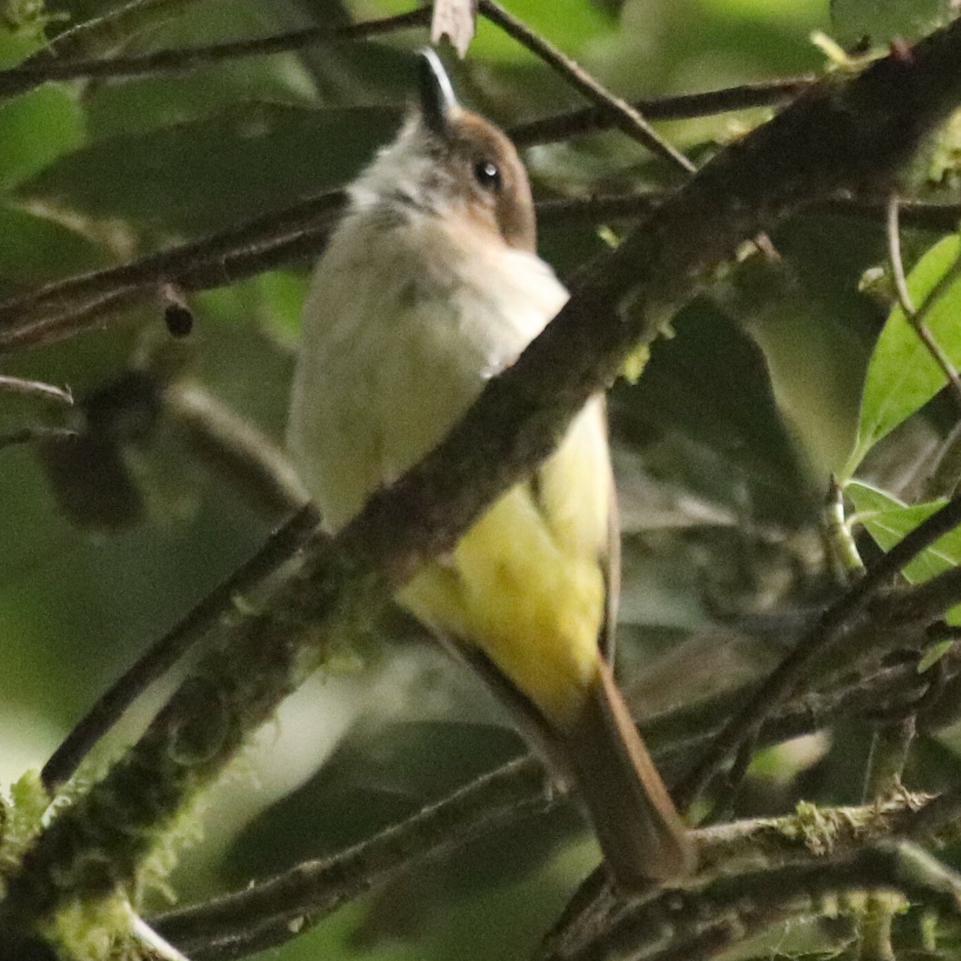 Sulphur-vented Whistler (Pachycephala sulfuriventer), photo 9