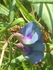 Lathyrus palustris
