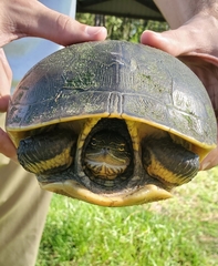 Deirochelys reticularia