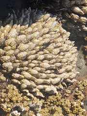Pollicipes polymerus