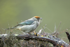 Stilpnia vitriolina