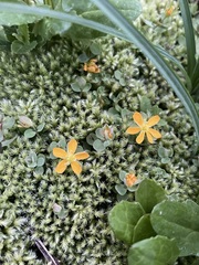 Hypericum anagalloides