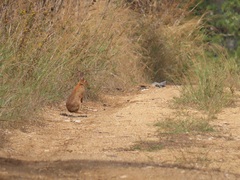 Oryctolagus cuniculus