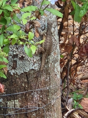 Tropidurus