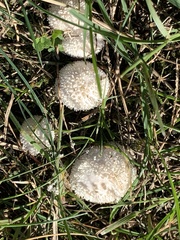 Lycoperdon curtisii