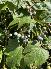 Ampelopsis