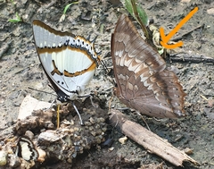 Charaxes bernardus