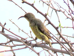 Nectariniidae