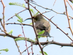 Nectariniidae