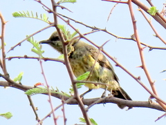 Nectariniidae