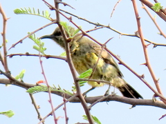 Nectariniidae