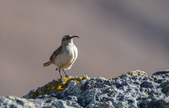 Upucerthia validirostris