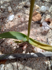 Ornithogalum maculatum