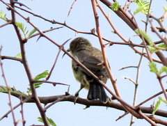 Nectariniidae