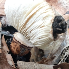 Tricholoma caligatum