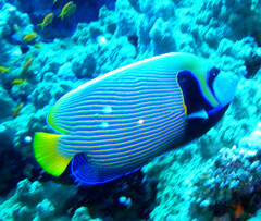 Pomacanthus imperator