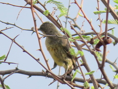 Nectariniidae