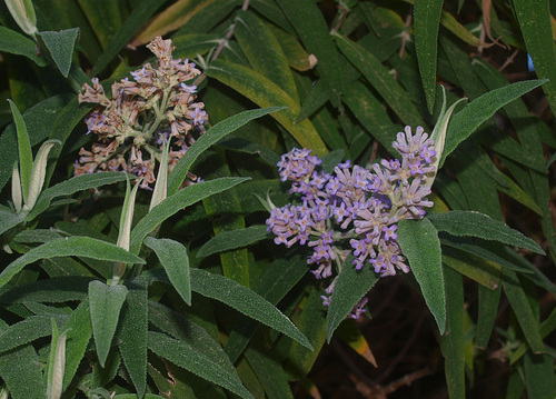 Sagewood