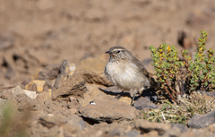 Asthenes humilis