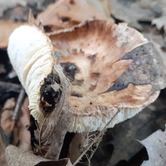 Tricholoma caligatum