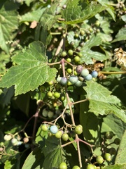 Ampelopsis