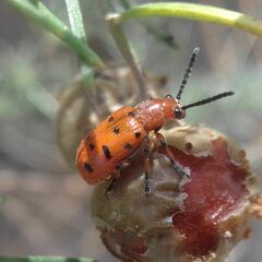 Crioceris duodecimpunctata